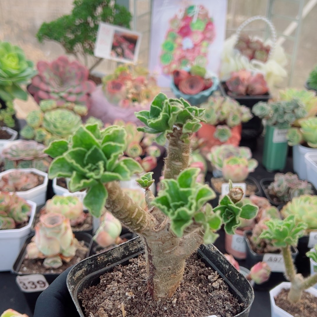 小***嘟773晶钻树型老桩。   一物一拍