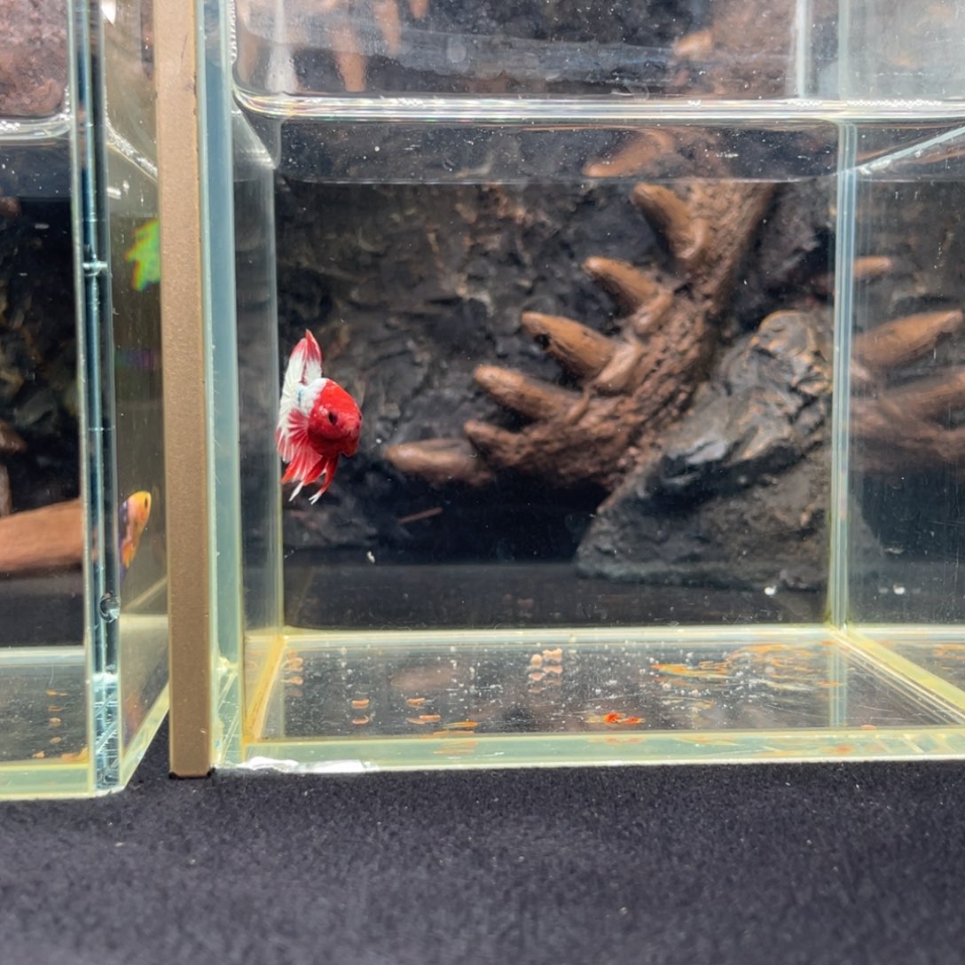 斗鱼十一月二十日竞价