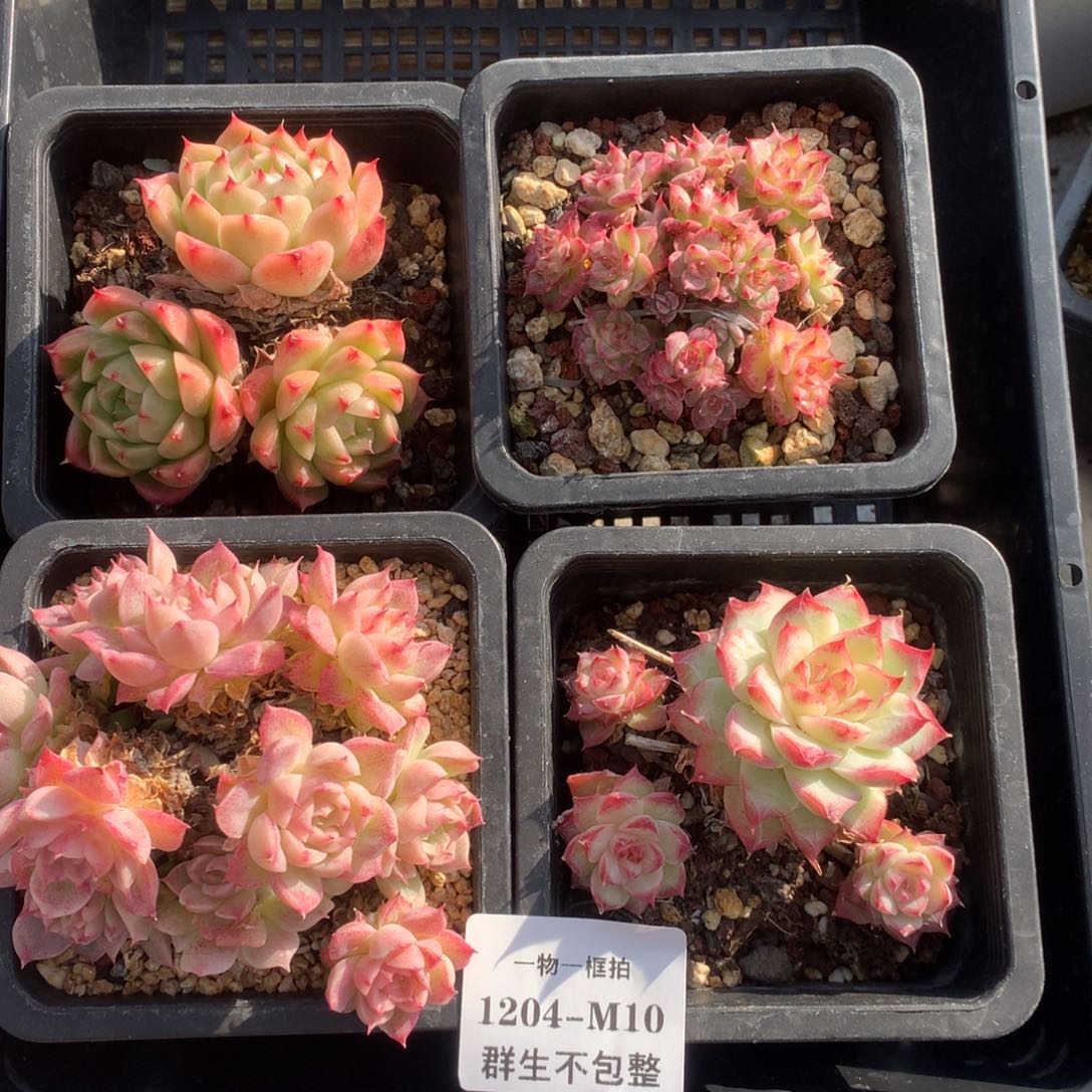 一物- 一框拍 1204-M10 群生不包整4