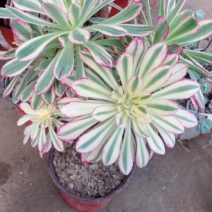 善***言165微锦多肉12345678