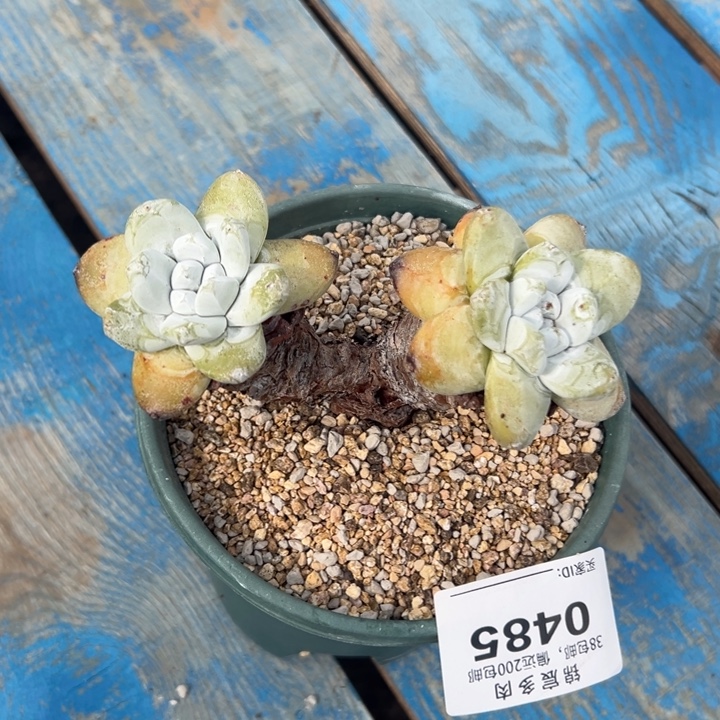 原产地拇指～一物一拍0485