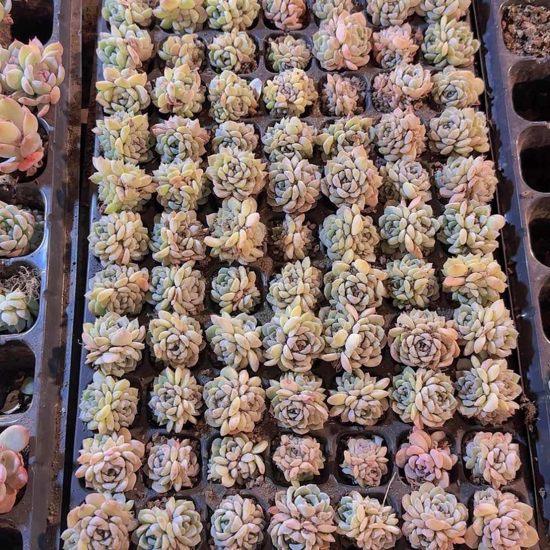 直播一物一拍多肉217