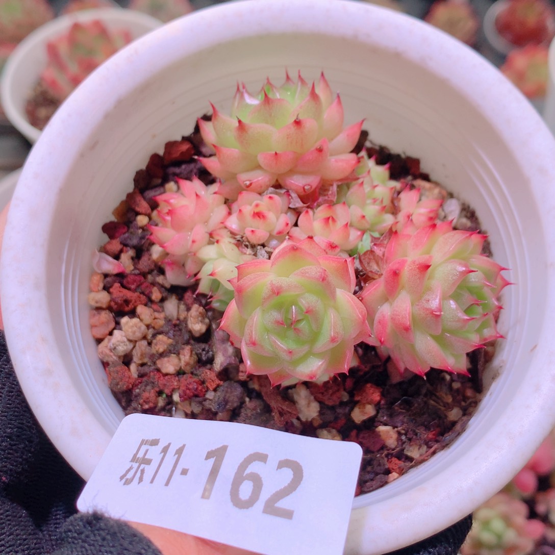 乐然11-162 麦秆群 