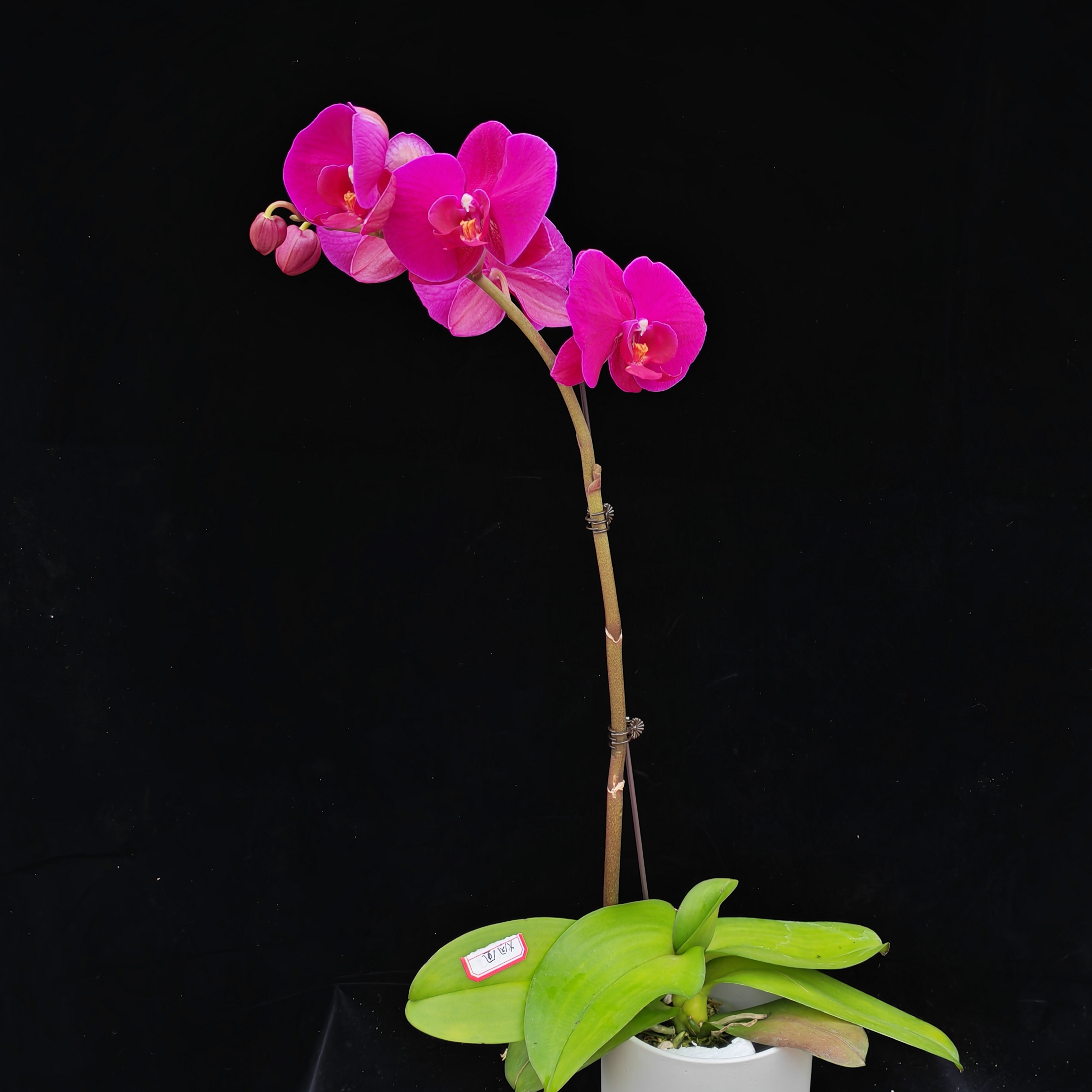 蝴蝶兰 【火凤凰开花株】基地直发高端花卉