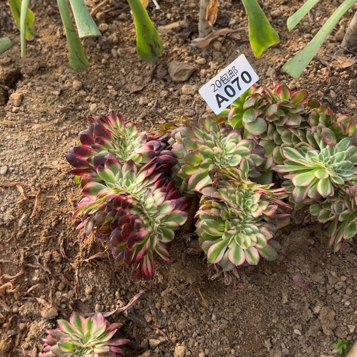 多肉植物70不售后