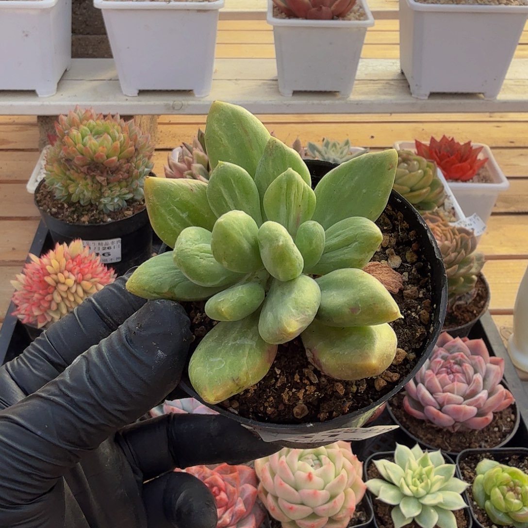 1126-51乌里韦亚锦