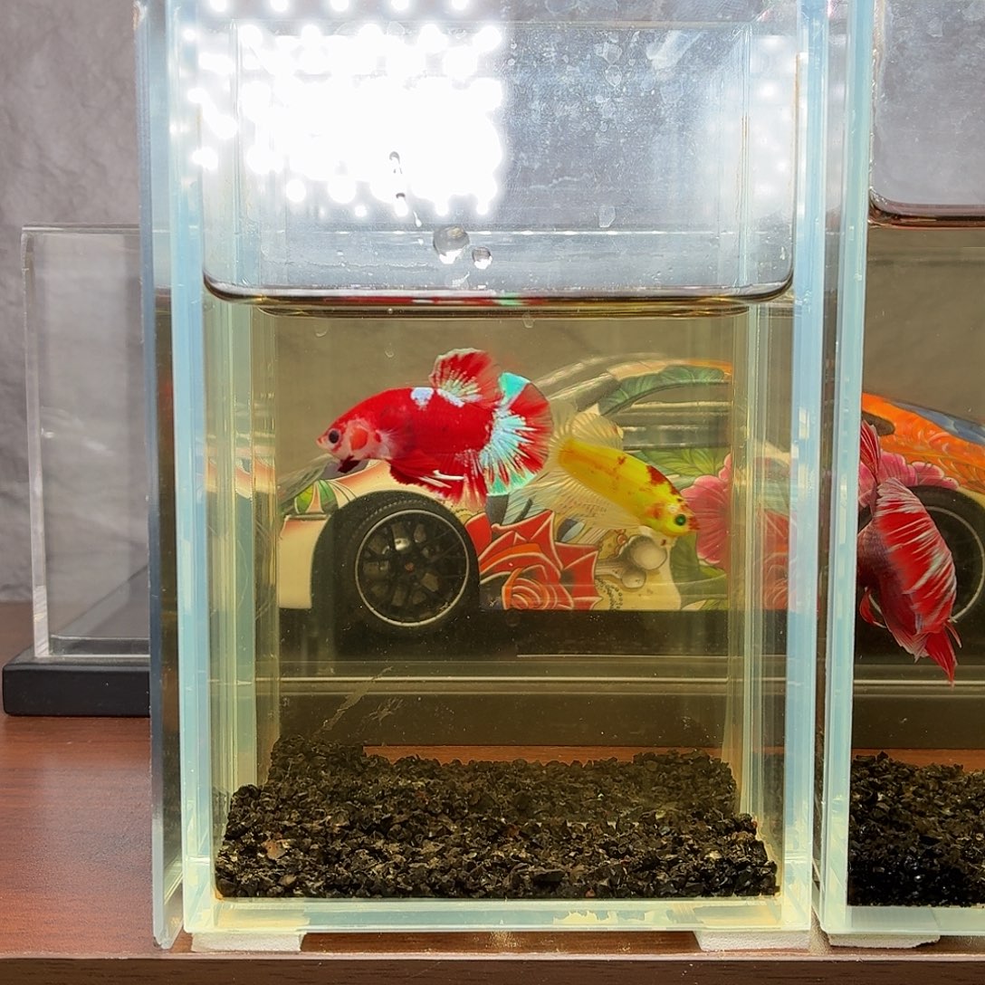 斗鱼彩金将军公鱼