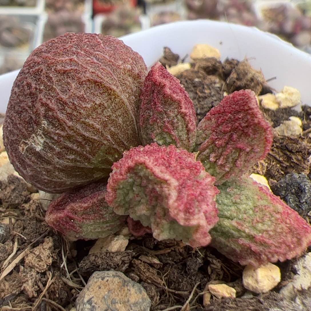 实生低叶苗多肉植物水泡