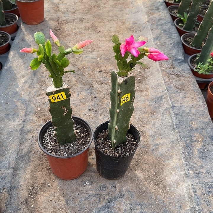 941+046嫁接蟹爪兰：索菲亚+快乐（柱子有痕）