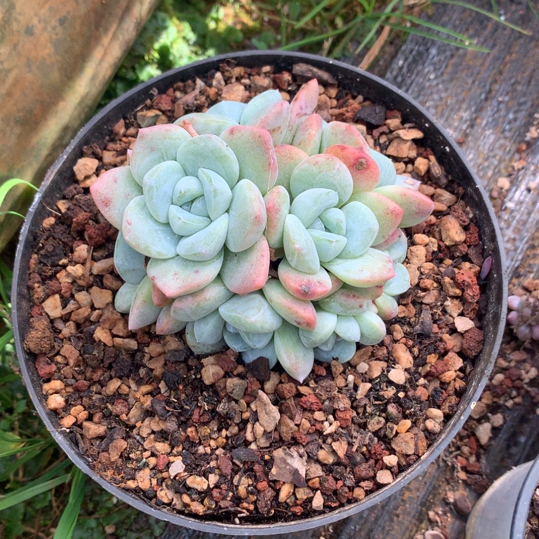 8头哈哈哈哈哈哈哈哈哈哈哈哈哈哈