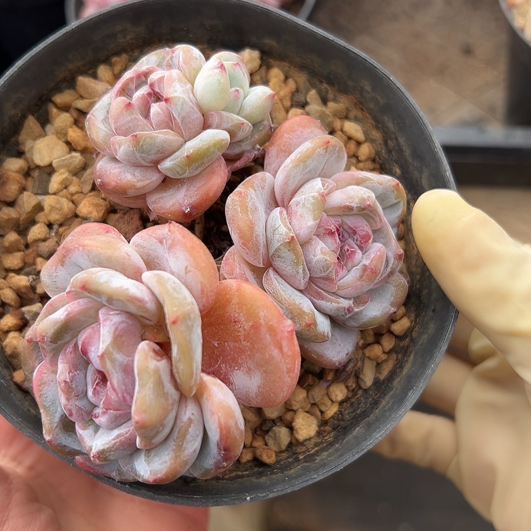 3头福利小包脸哈哈