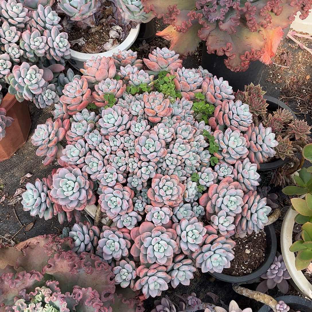 大洛神88.88多肉植物