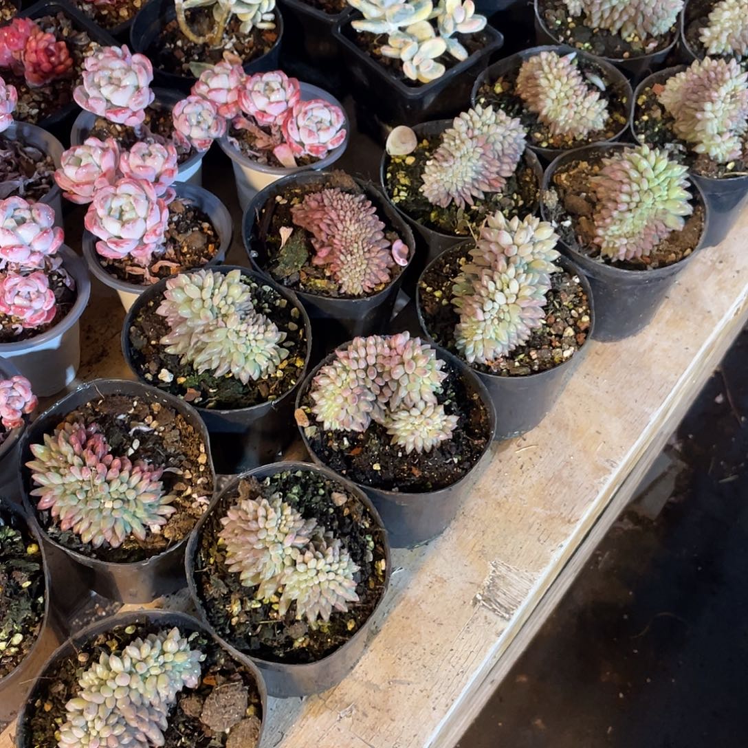 红蜻蜓缀化满20包邮脱土发货