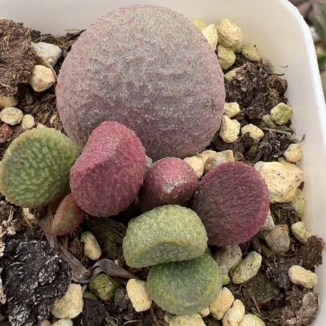 红烧肉大苗多肉植物水泡