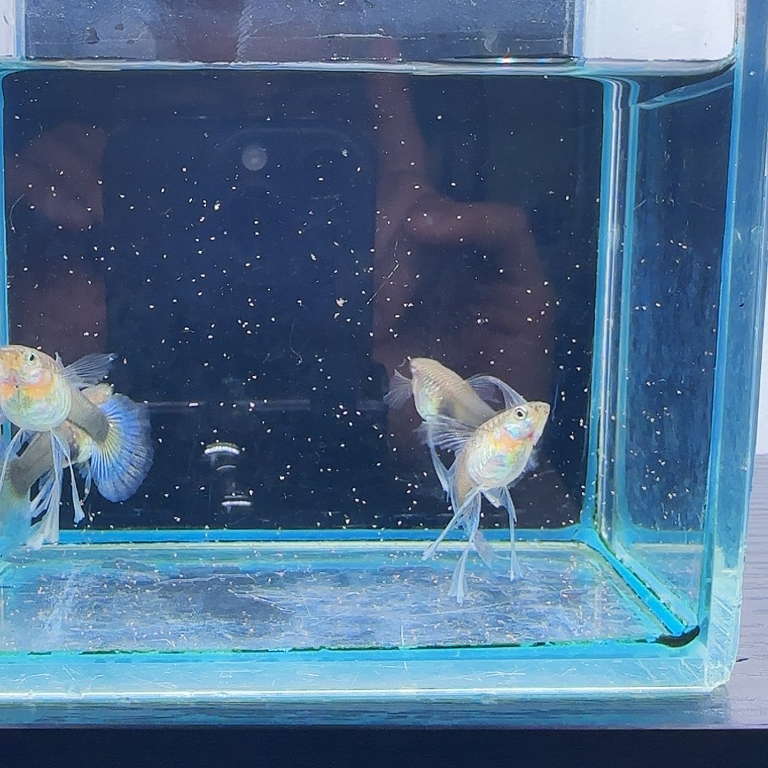 孔雀鱼蓝礼服绣球母鱼4条带胎