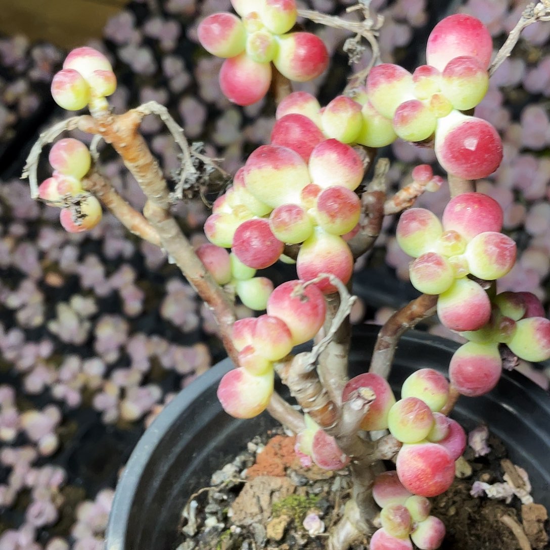 笑*多肉植物的生长发育与生长发育