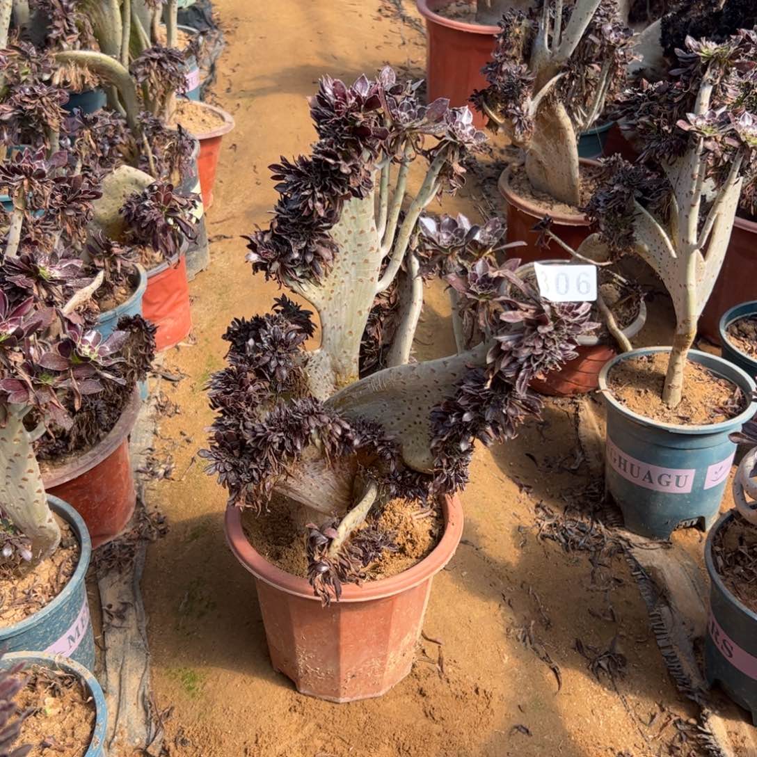 微瑕疵翅膀306一颗