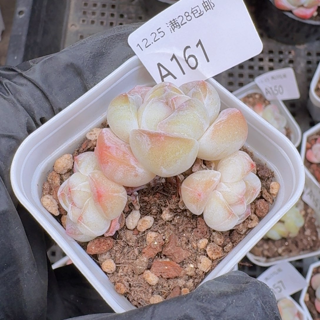 3头带盆带土发货的