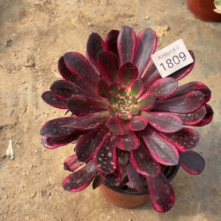 丽娜锦多肉法师1809