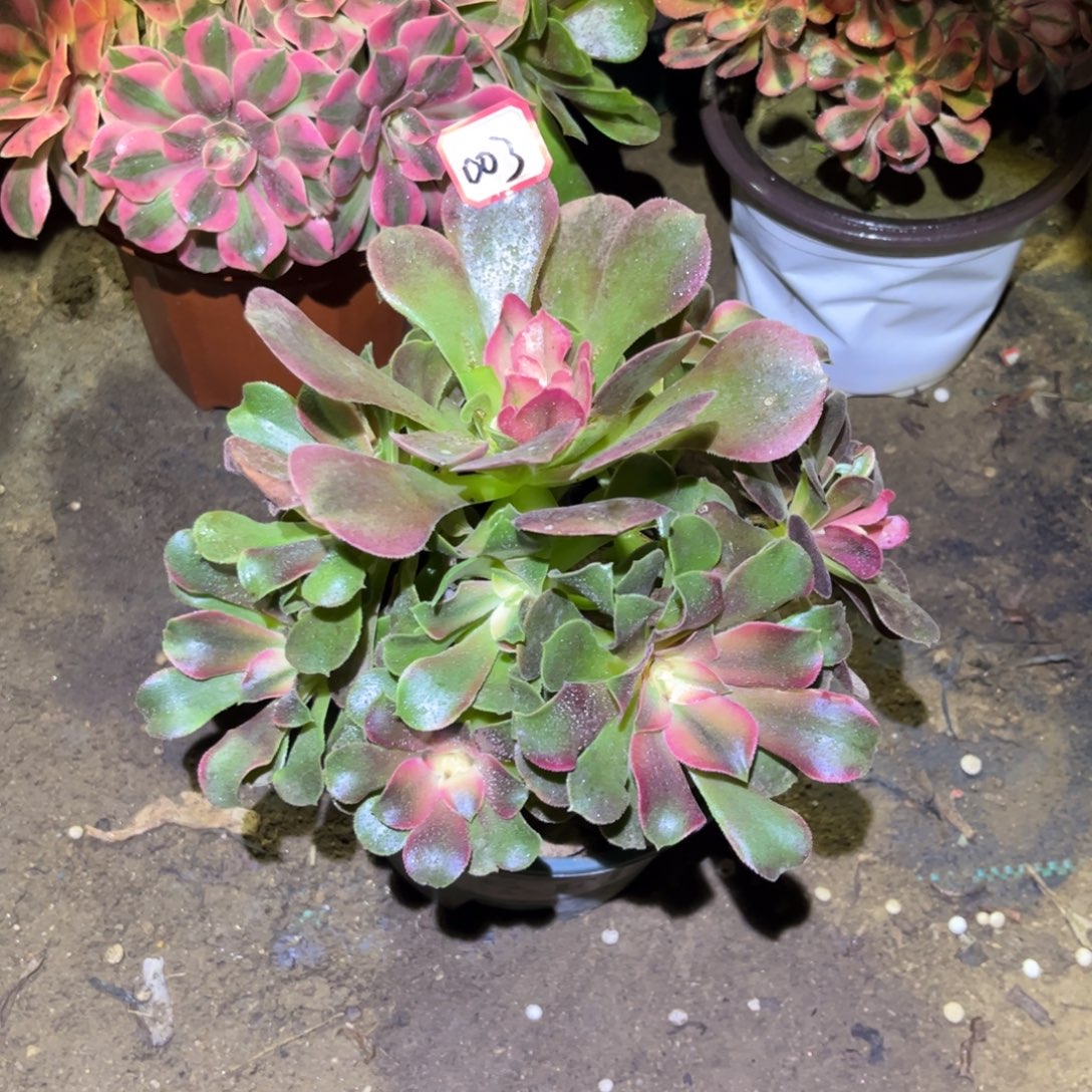 003多肉植物香妃法师