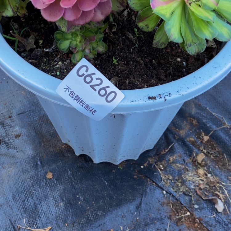 【闪购商品】祥**天6260盆土法物流多肉