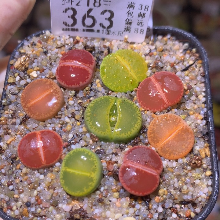 精品生石花218.363