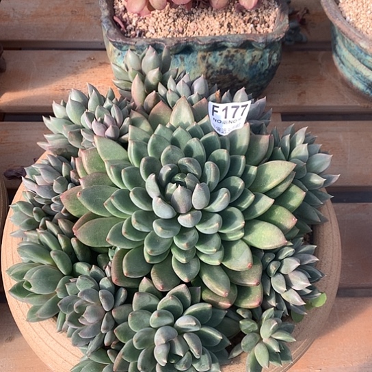 红象牙大群177  清货处理7-8天发货