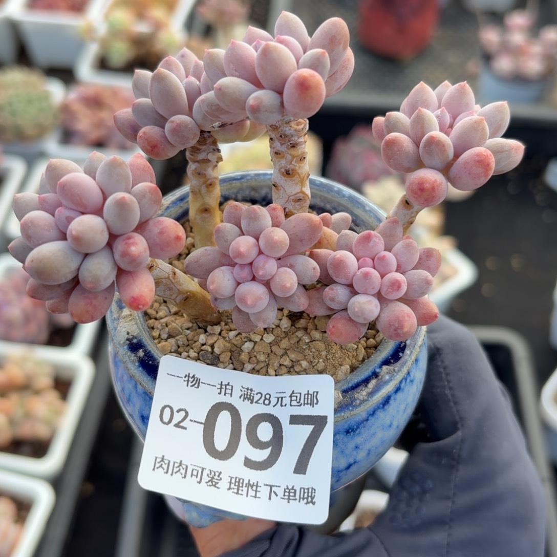 婴儿手指无盆土发货无