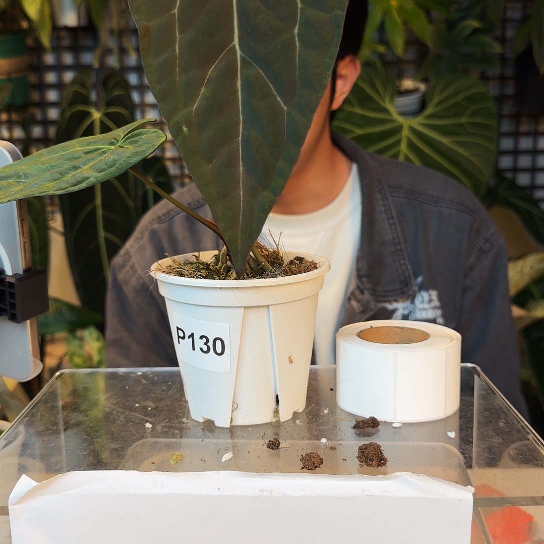 完全开放P130 帝王杂paip