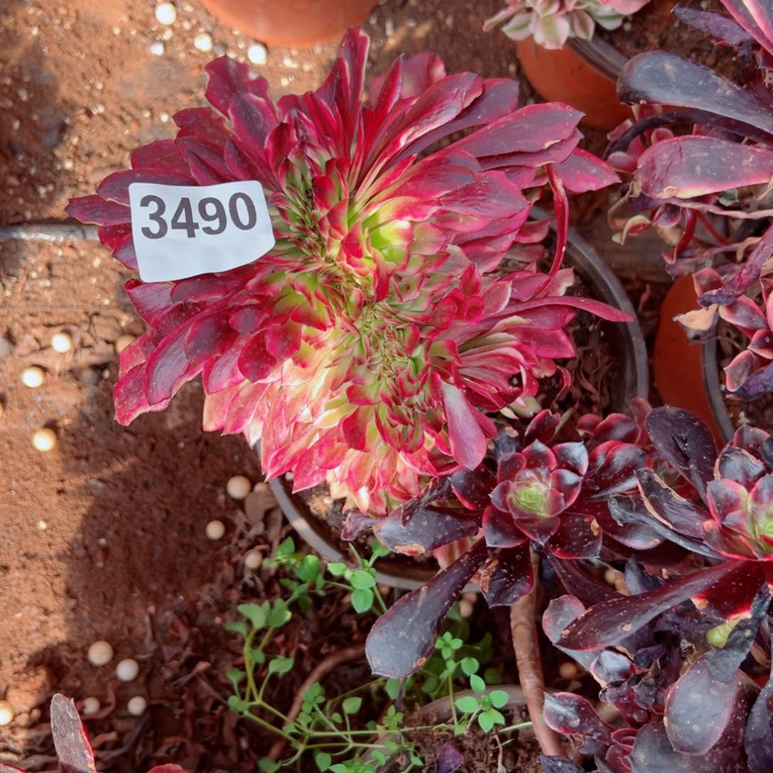 我3490 号多肉法师新年福利雪肌