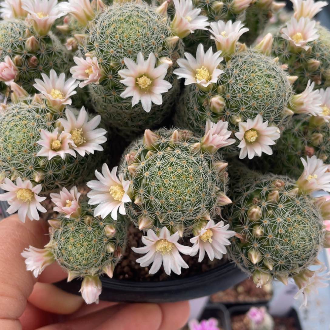 22往事多肉园仙人球