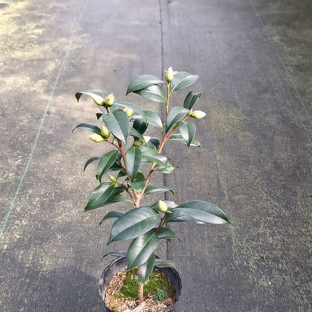 少量花朵（建议范围：2朵-5朵 或40%以下）斑纽扣