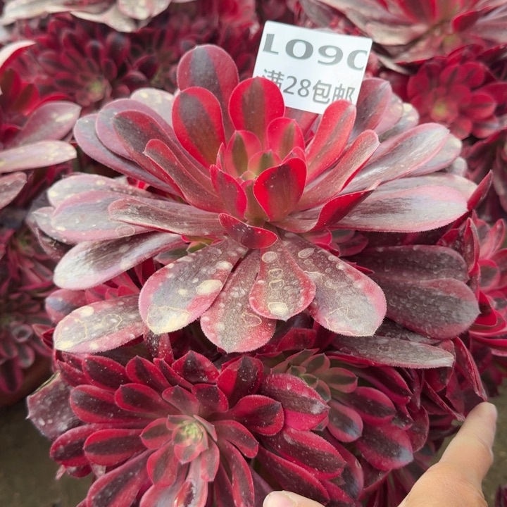 1090二号棚大美杜莎C