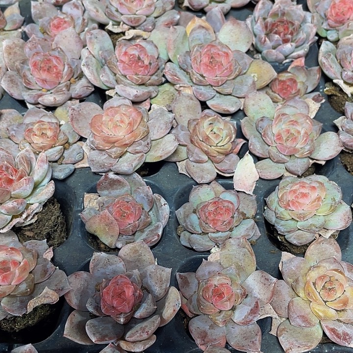 小血芙蓉1元带土发货