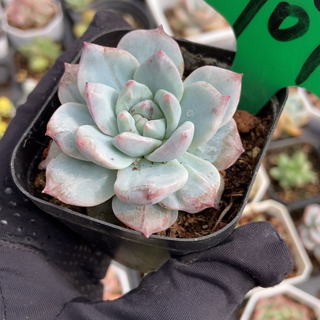 907粉蓝鸟石化多肉植物保护