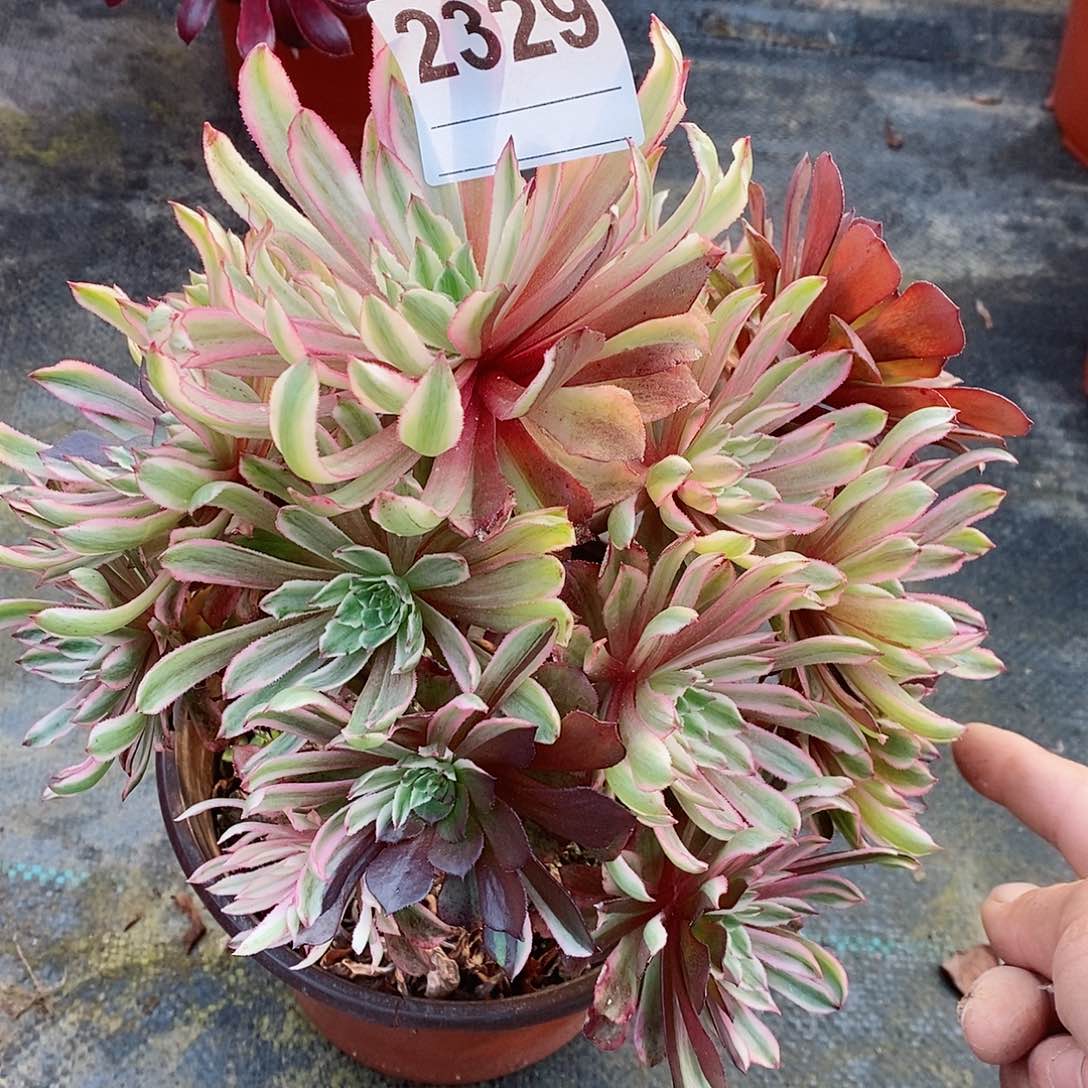 红陶2329皱叶仙多肉