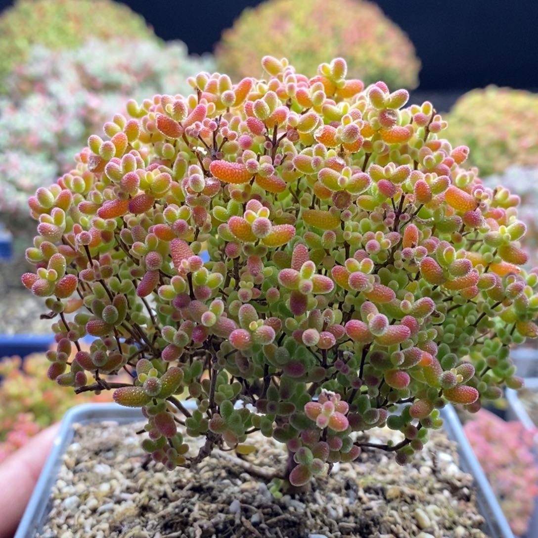 蜜橘糖球154。           