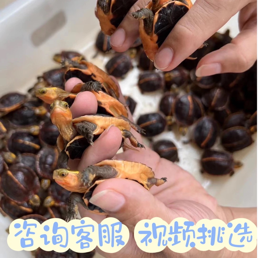 黄缘龟安缘龟台缘龟大陆缘全规格活体幼龟宠物龟