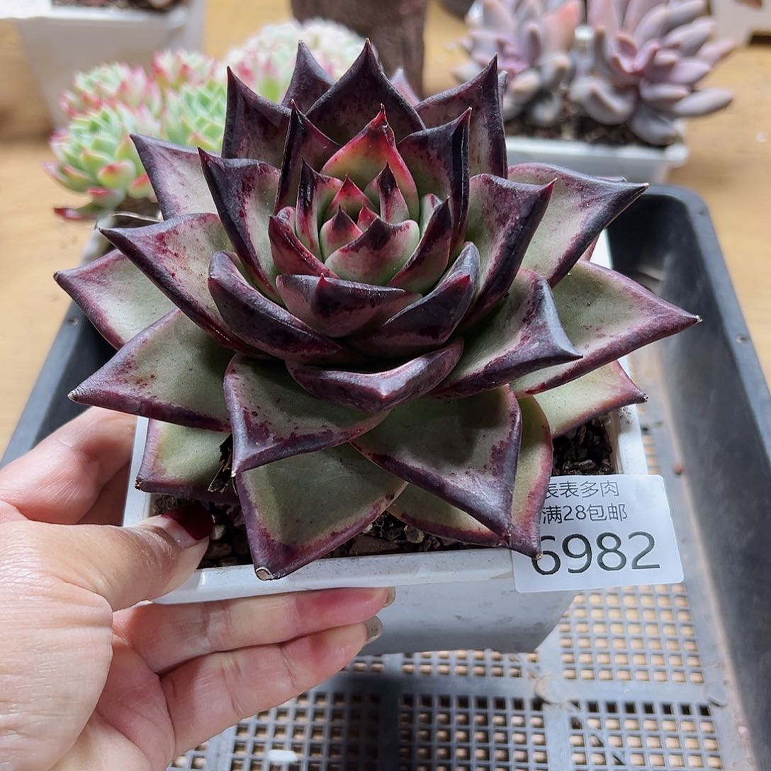 9号我们的确是一6982