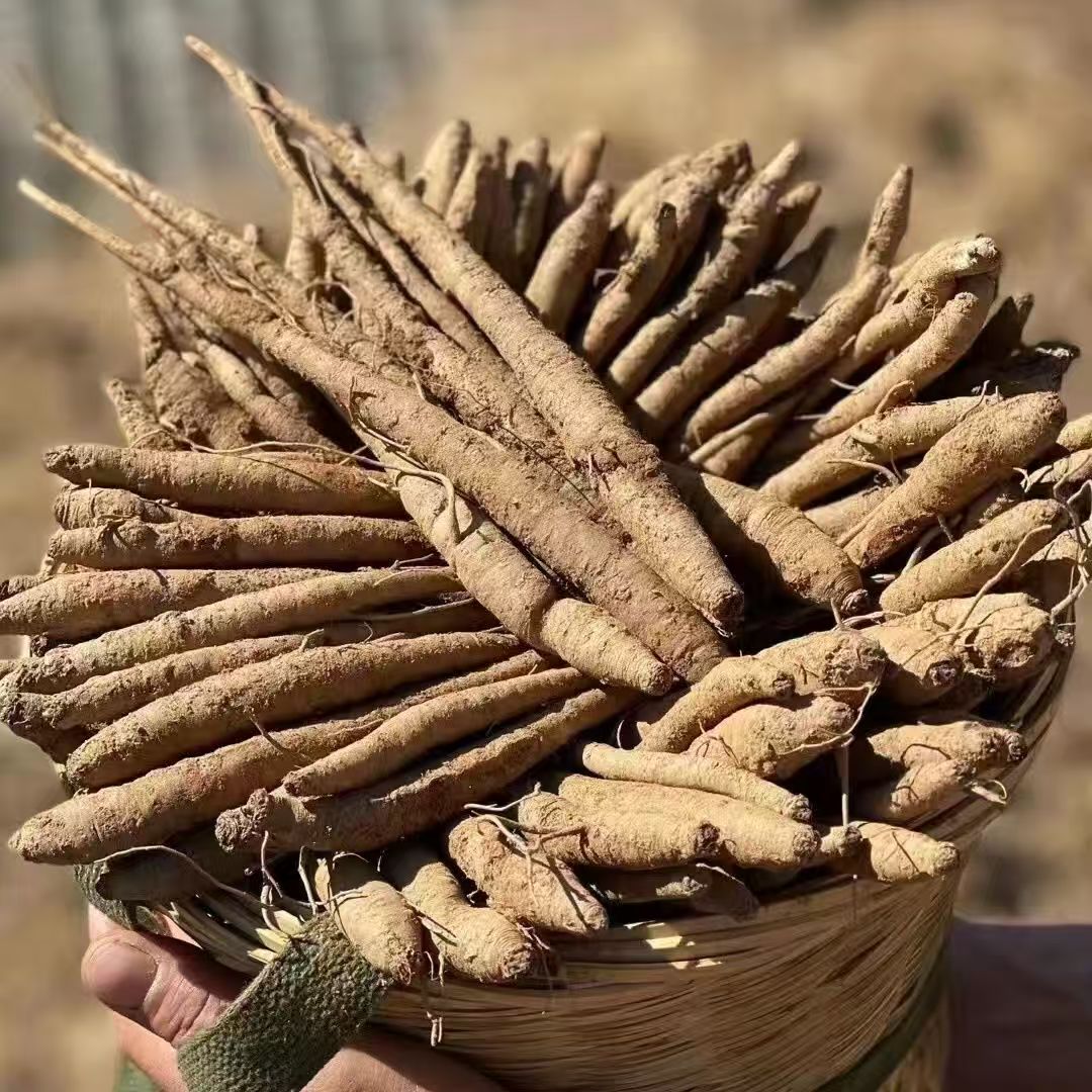 [甜当归干条]高山现收当归干货 可炖汤煮水