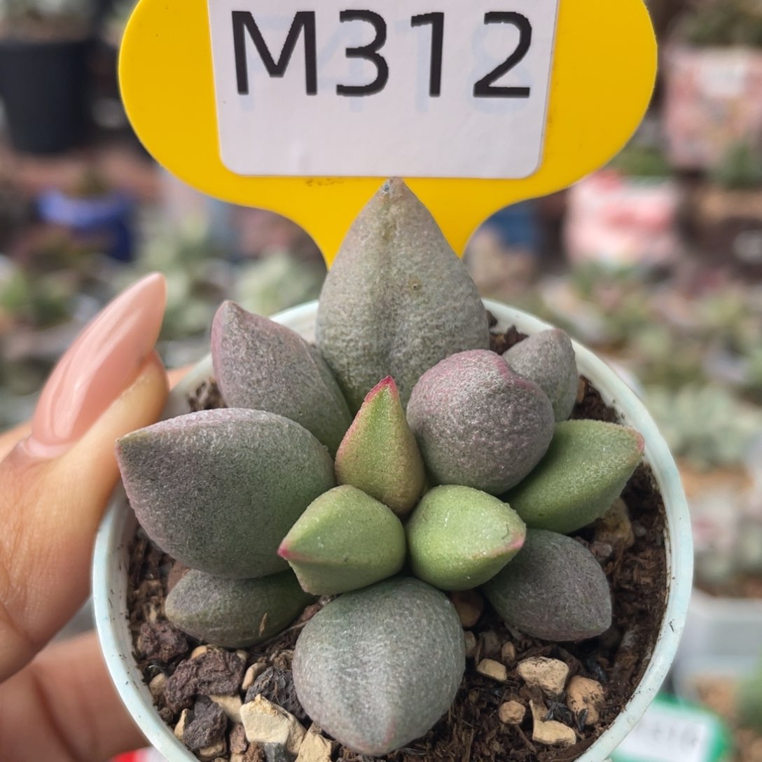     哈弗。 312。  
