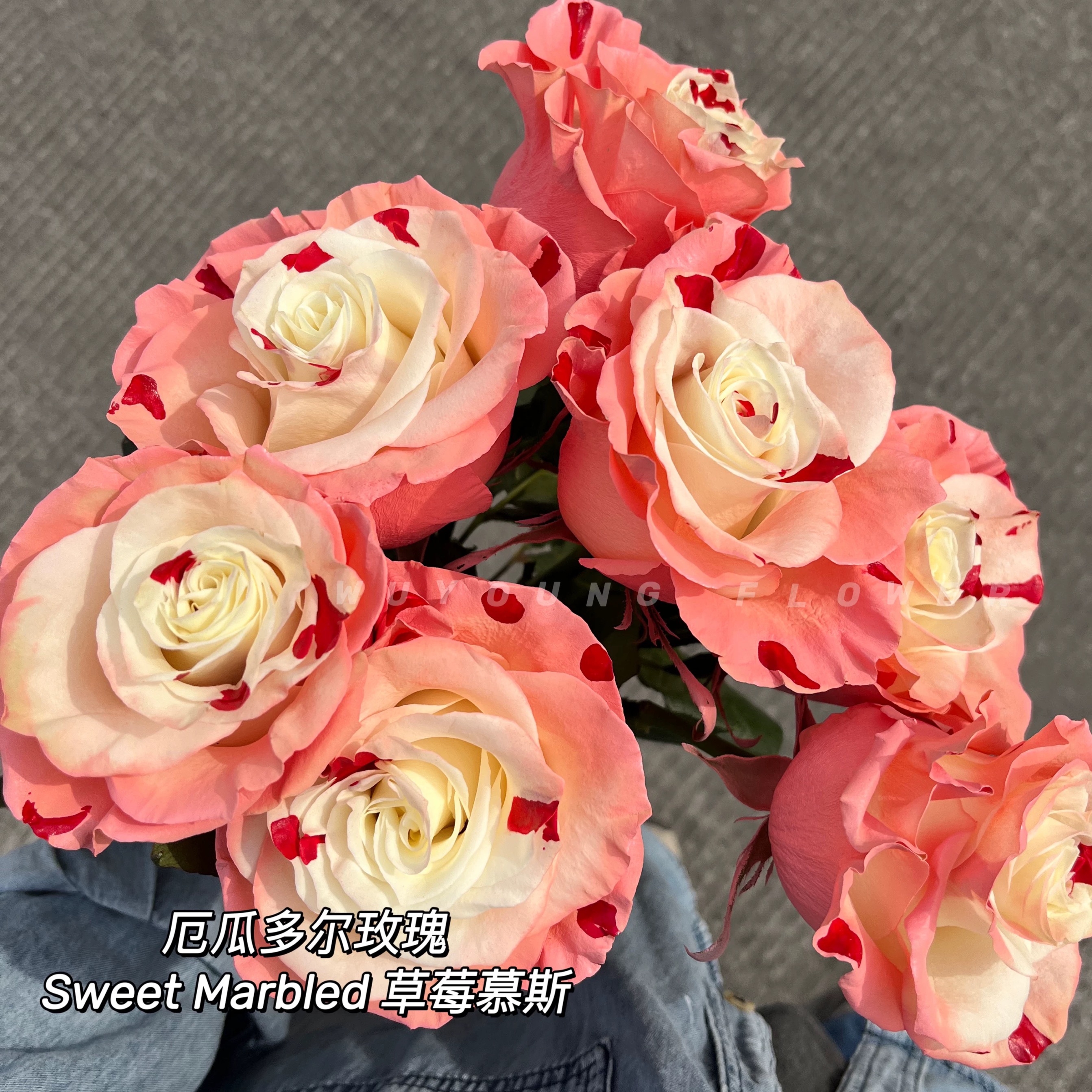 【草莓莫斯】玫瑰花苗月季花苗盆地栽阳台庭院蔷薇花苗四季开花