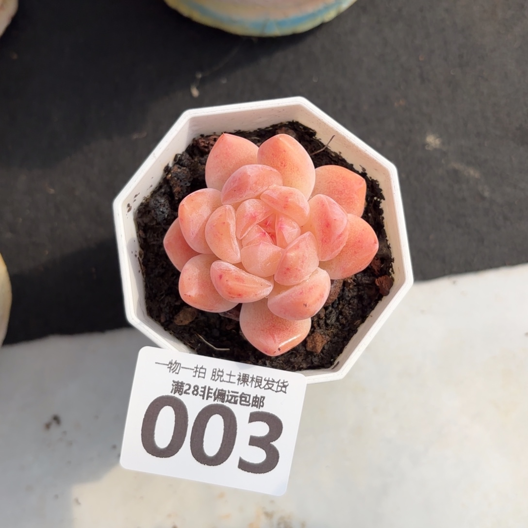 厚梦单头无盆土发货