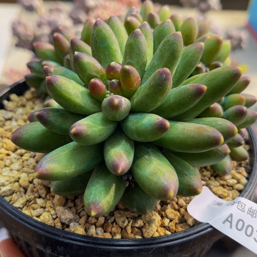 003/10cm香蕉树缀多肉植物