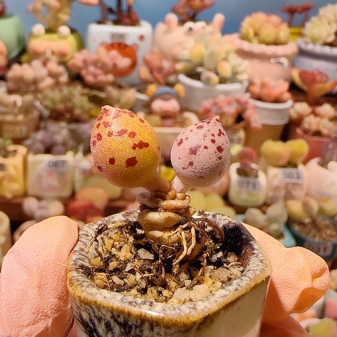 T达摩海豹盆口2.5cm