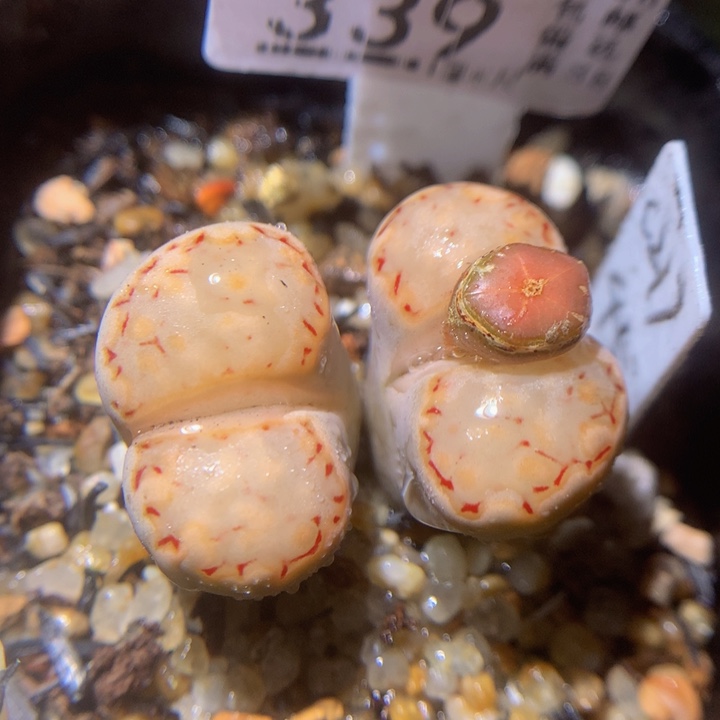 精品生石花222.339