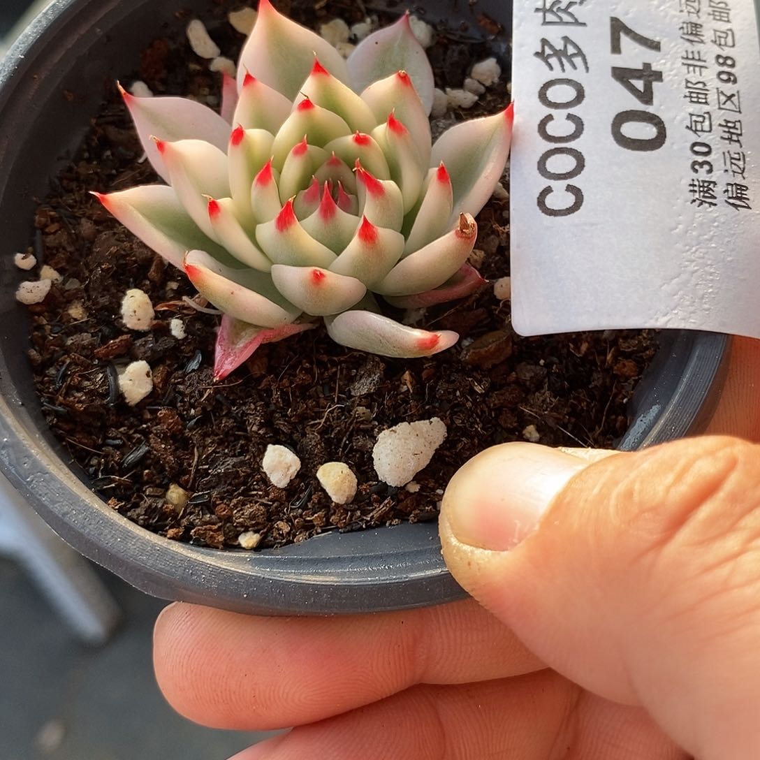 047娃娃锦多肉植物哇啦塞