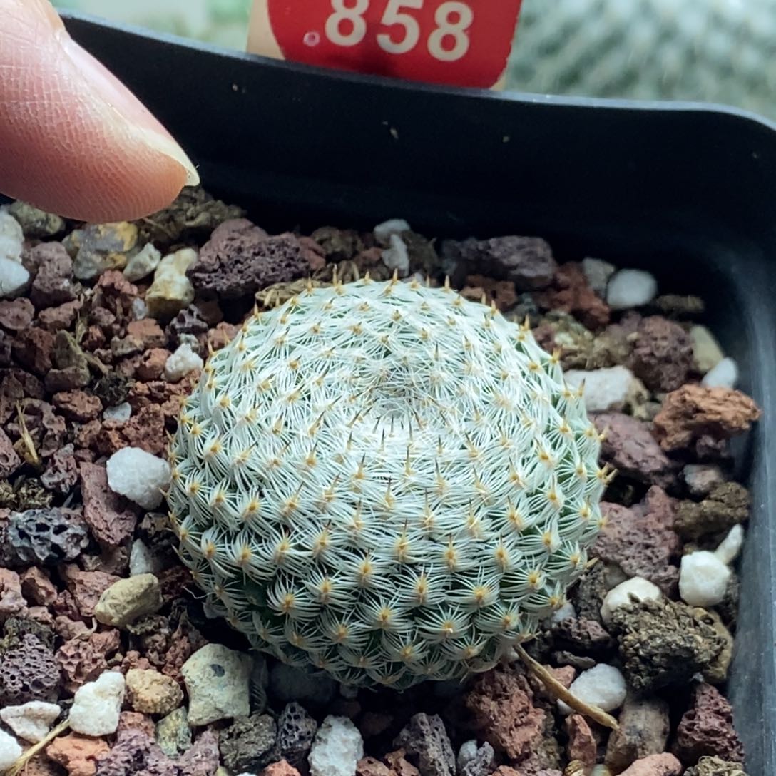 实生恋山彦3.1cm一棵仙人球