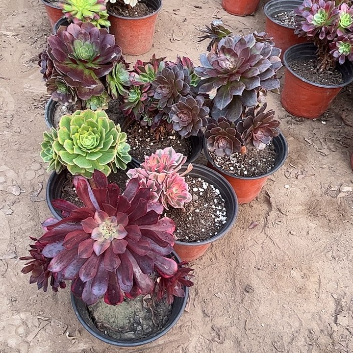 004多肉植物瑕疵特价，