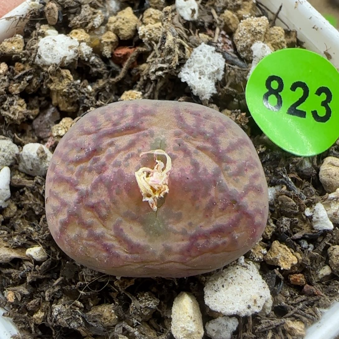 毛杂1.8+多肉植物